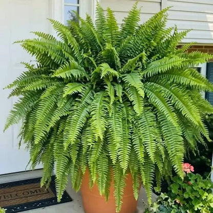 Glowing Boston Ferns with Lights – 🌿 Zero Watering, Zero Maintenance