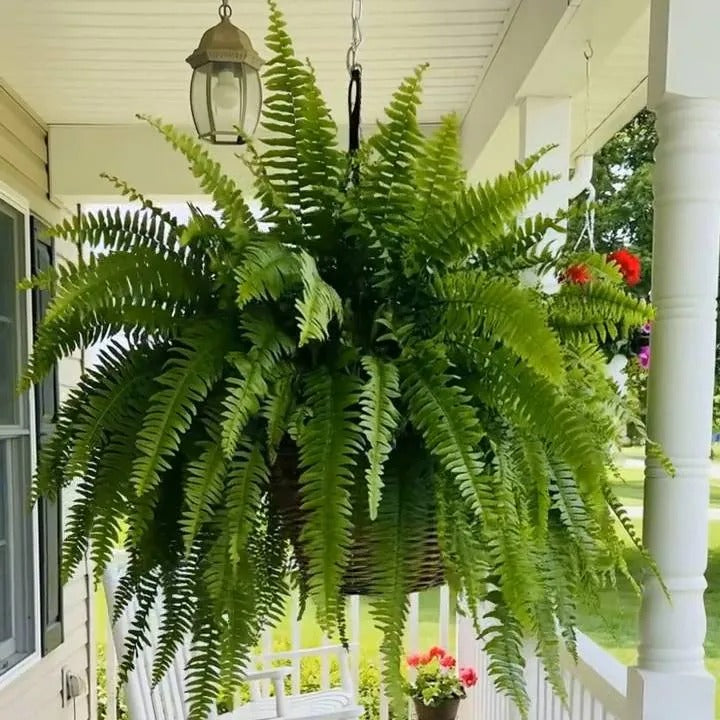 Glowing Boston Ferns with Lights – 🌿 Zero Watering, Zero Maintenance