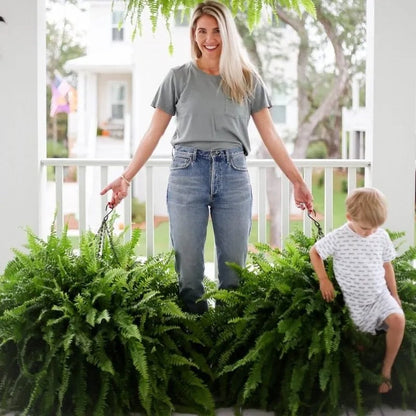 Glowing Boston Ferns with Lights – 🌿 Zero Watering, Zero Maintenance