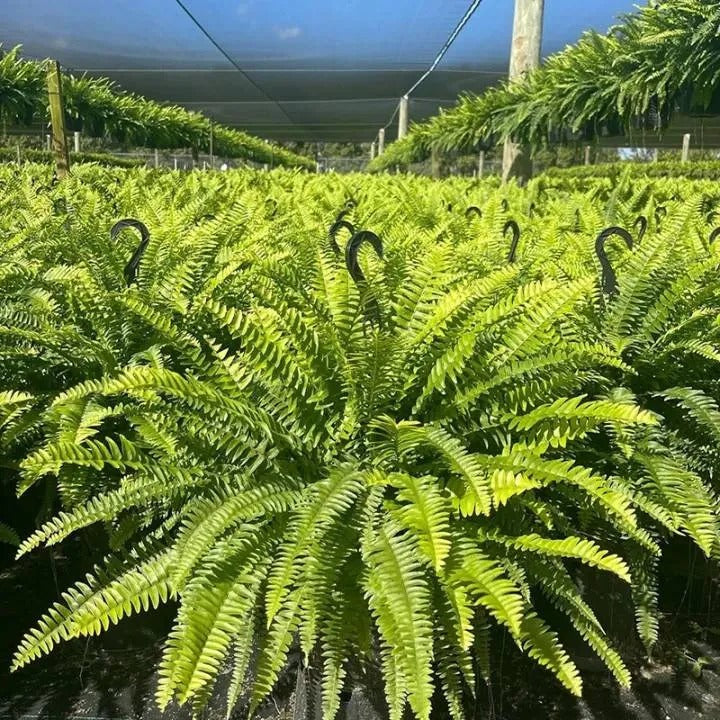 Glowing Boston Ferns with Lights – 🌿 Zero Watering, Zero Maintenance