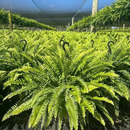 Glowing Boston Ferns with Lights – 🌿 Zero Watering, Zero Maintenance
