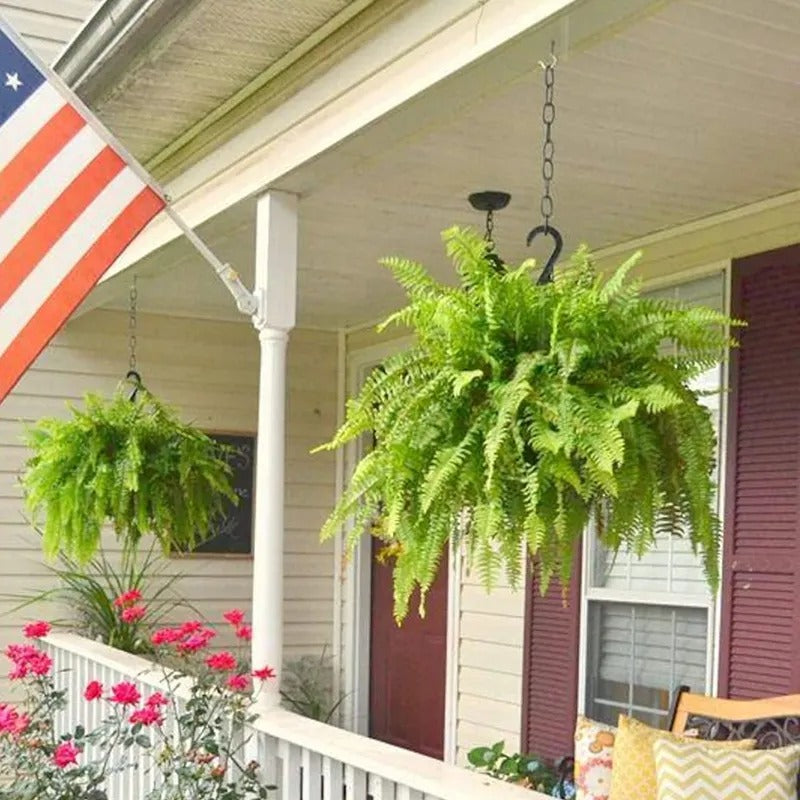 Glowing Boston Ferns with Lights – 🌿 Zero Watering, Zero Maintenance