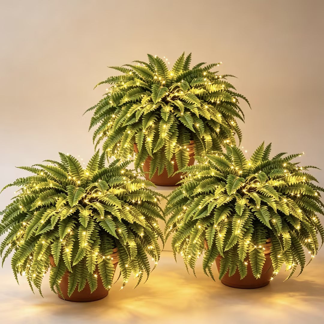 Glowing Boston Ferns with Lights – 🌿 Zero Watering, Zero Maintenance