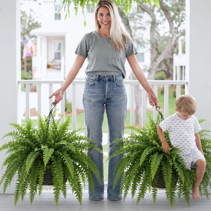 Glowing Boston Ferns with Lights – 🌿 Zero Watering, Zero Maintenance